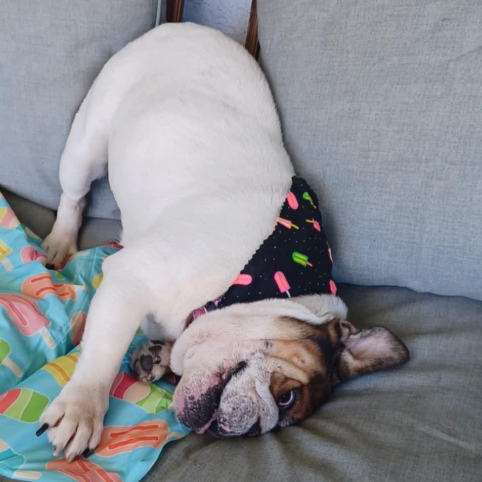 Enlarge Lady Marmalai, a Adoptable English Bulldog in Folsom, CA image 2/3