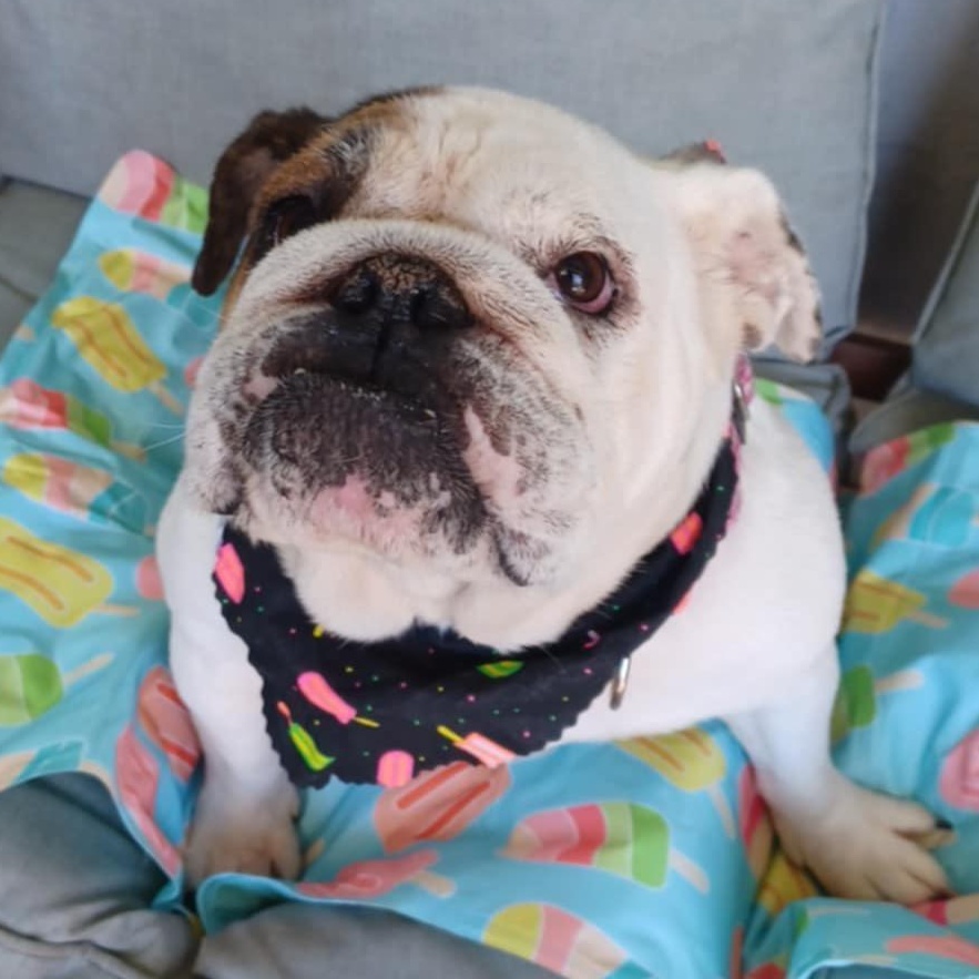 Lady Marmalai, Adoptable, Adult Female English Bulldog.