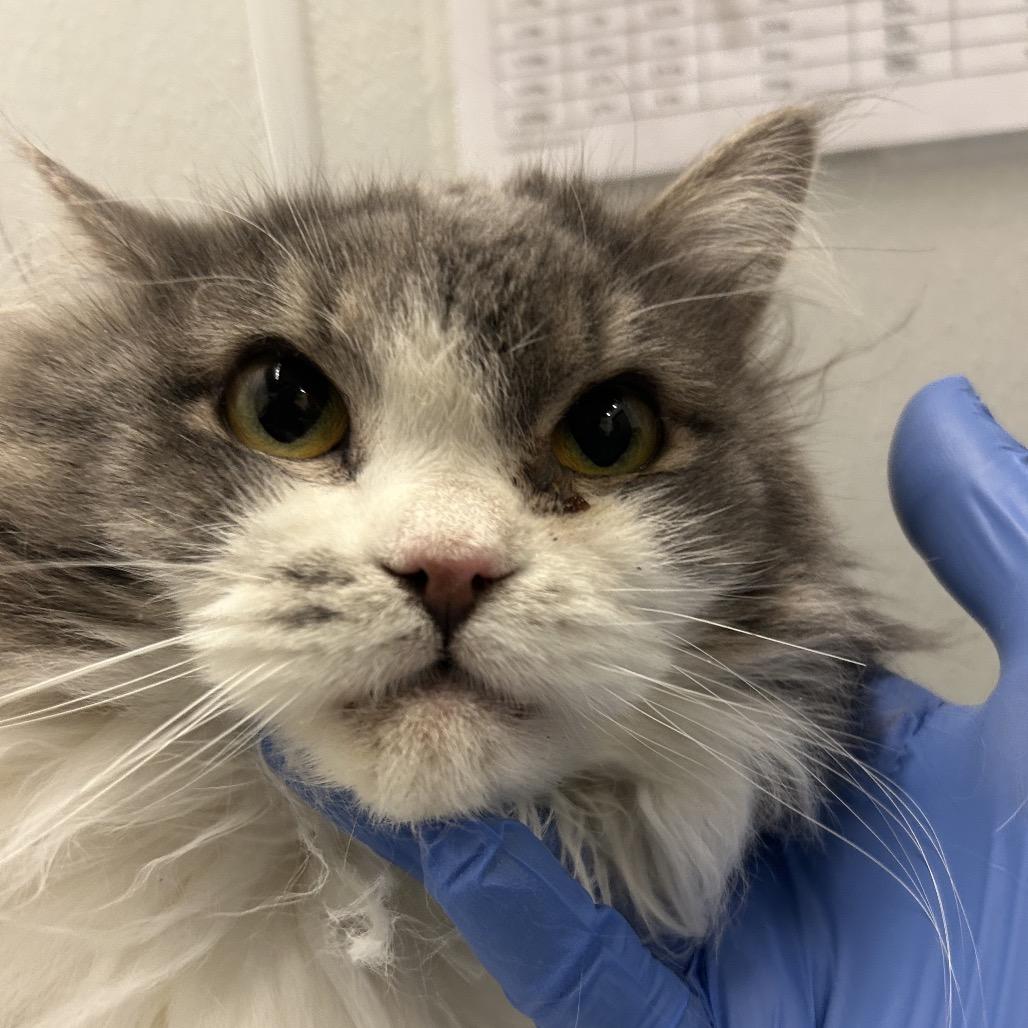 Star Fruit, Adoptable, Adult Female Domestic Long Hair.