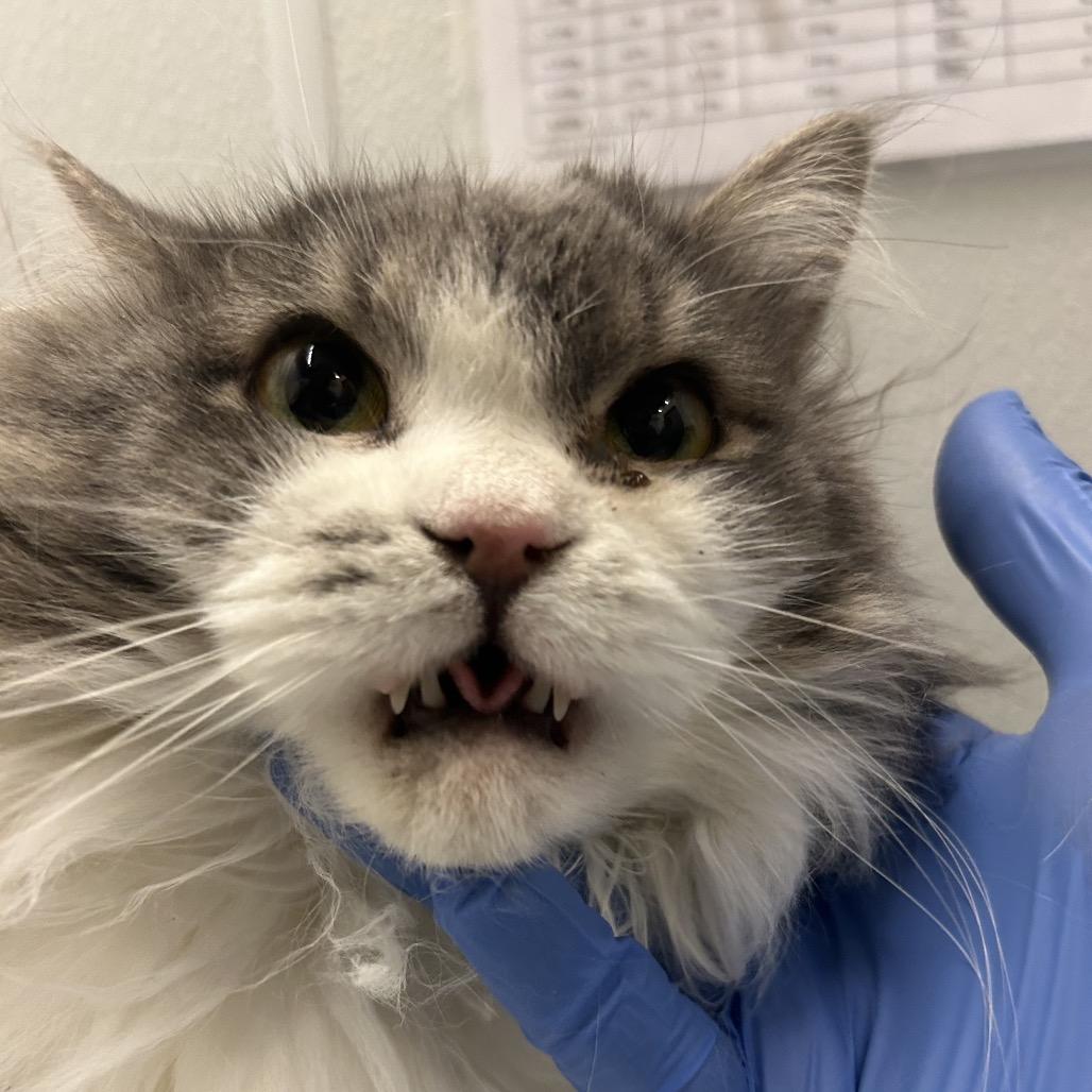 Star Fruit, a Adoptable Domestic Long Hair in Park City, UT image 2/2