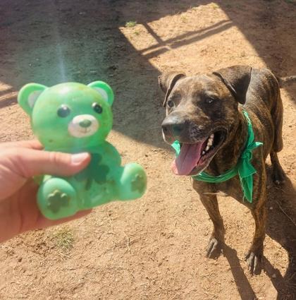 Enlarge Paw Paw $25, a Adoptable mixed breed in Seneca, SC image 1/3