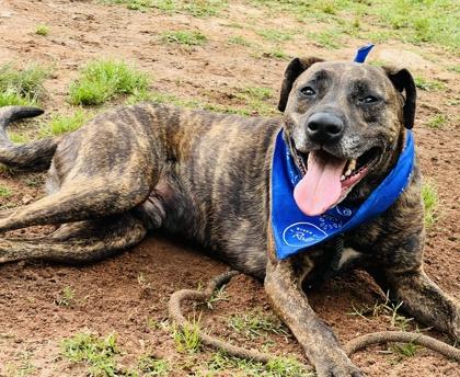 Enlarge Paw Paw $25, a Adoptable mixed breed in Seneca, SC image 2/3