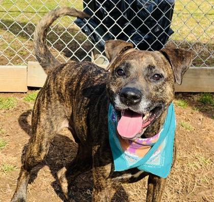 Enlarge Paw Paw $25, a Adoptable mixed breed in Seneca, SC image 3/3