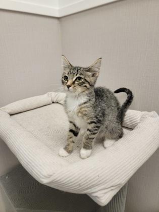 Enlarge Jarvis, a Adoptable mixed breed in Fergus Falls, MN image 1/2