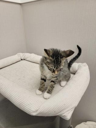 Enlarge Jarvis, a Adoptable mixed breed in Fergus Falls, MN image 2/2