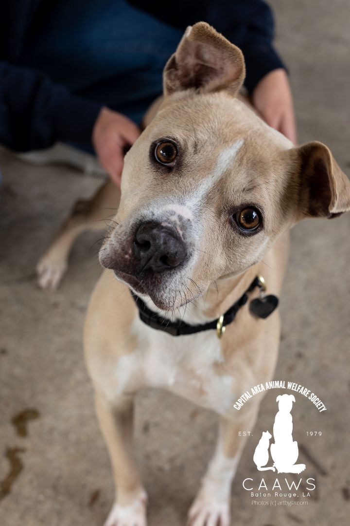Topeka, a Adoptable mixed breed in Baton Rouge, LA image 1/2