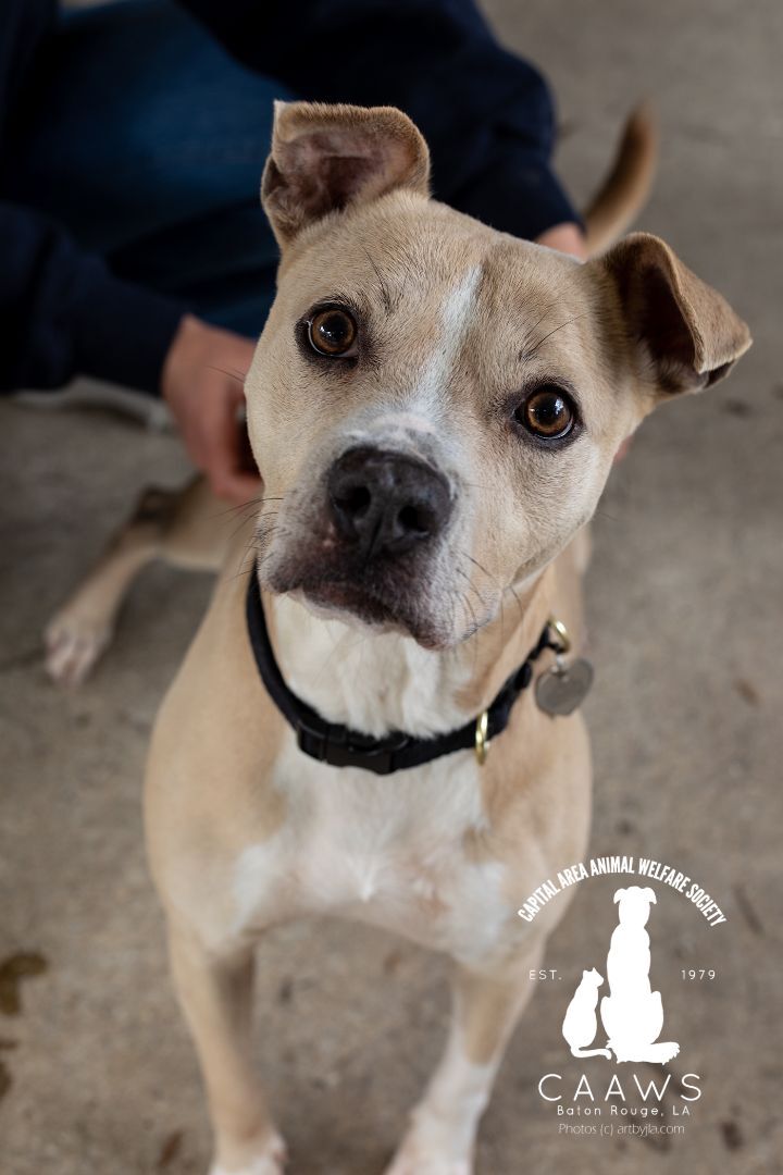 Topeka, a Adoptable mixed breed in Baton Rouge, LA image 2/2