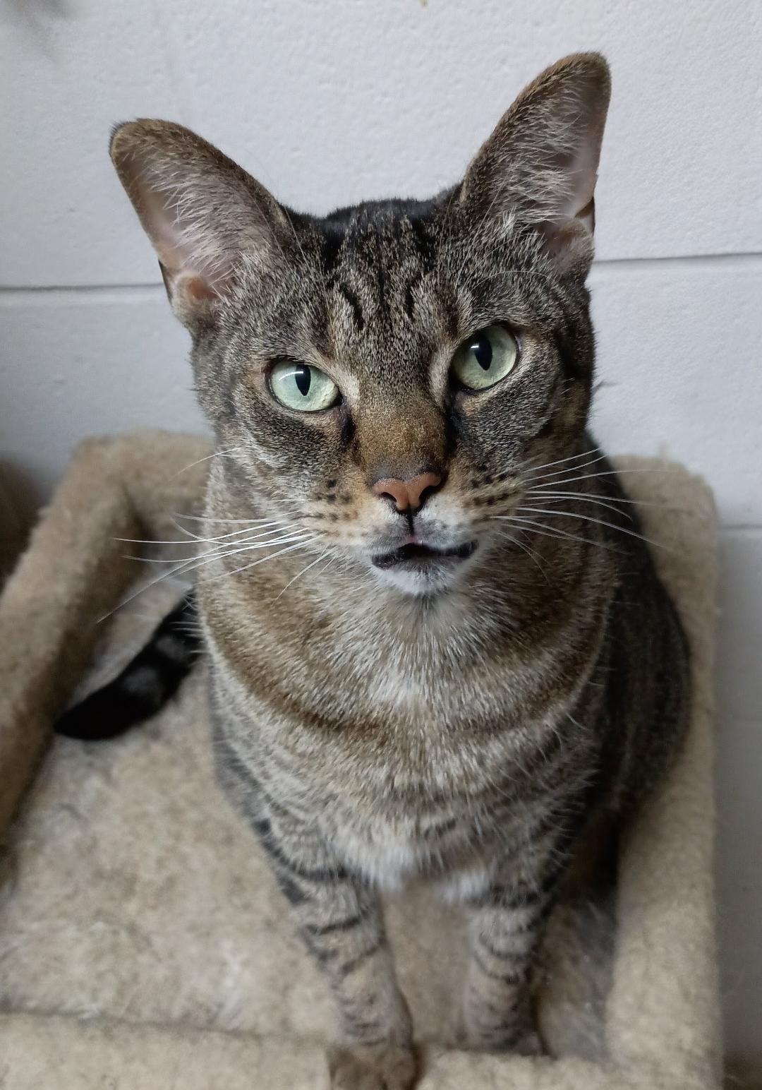 Enlarge SOPHIE FAITH, a Adoptable Domestic Short Hair in Wilmington, NC image 4/6