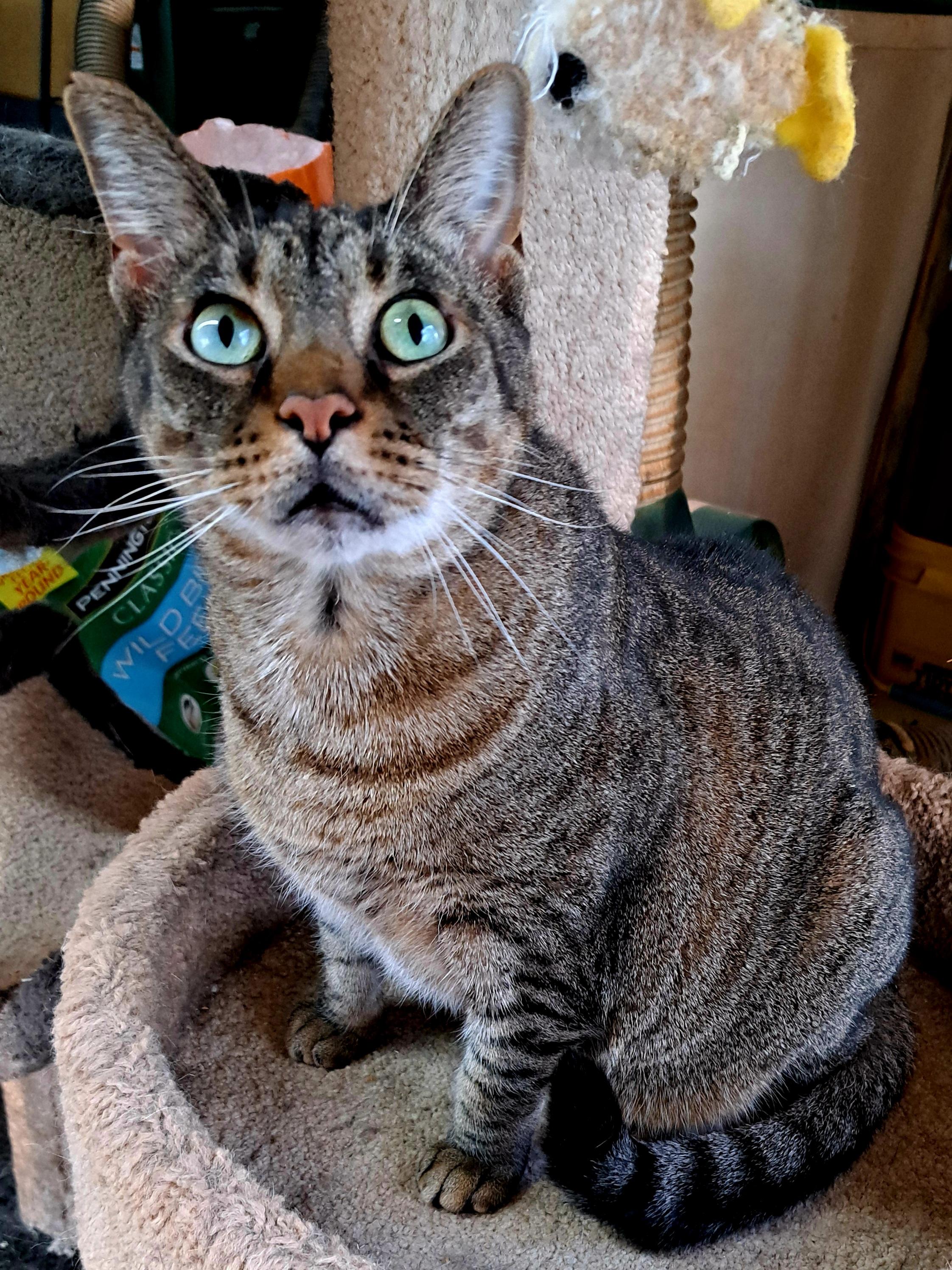 SOPHIE FAITH, Adoptable, Adult Female Domestic Short Hair.