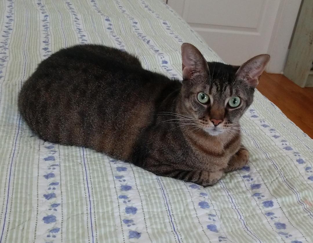 Enlarge SOPHIE FAITH, a Adoptable Domestic Short Hair in Wilmington, NC image 6/6