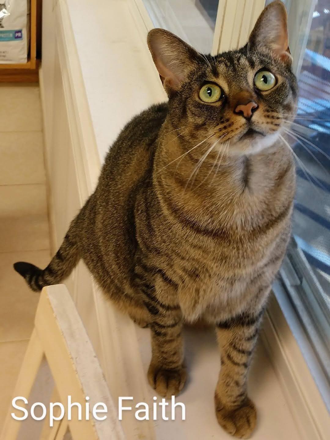 Enlarge SOPHIE FAITH, a Adoptable Domestic Short Hair in Wilmington, NC image 5/6