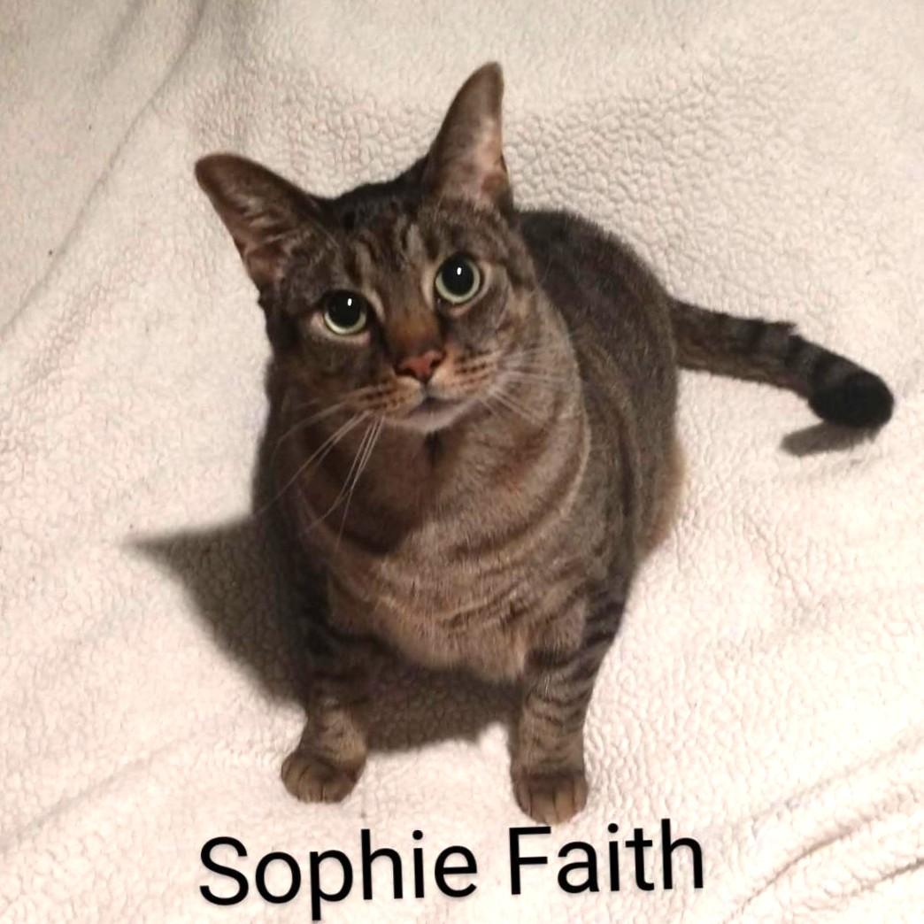 Enlarge SOPHIE FAITH, a Adoptable Domestic Short Hair in Wilmington, NC image 2/6