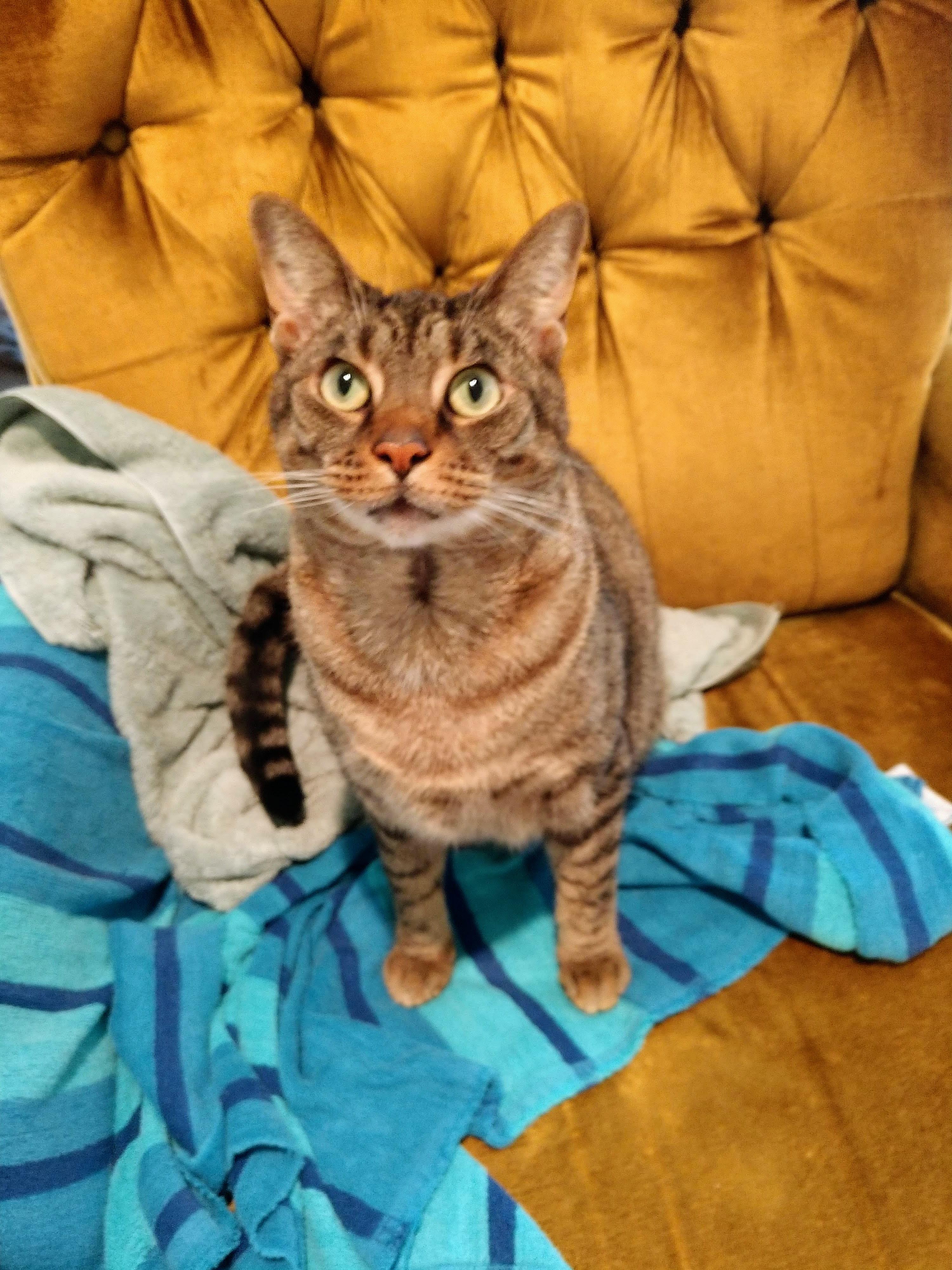 SOPHIE FAITH, a Adoptable Domestic Short Hair in Wilmington, NC image 2/6