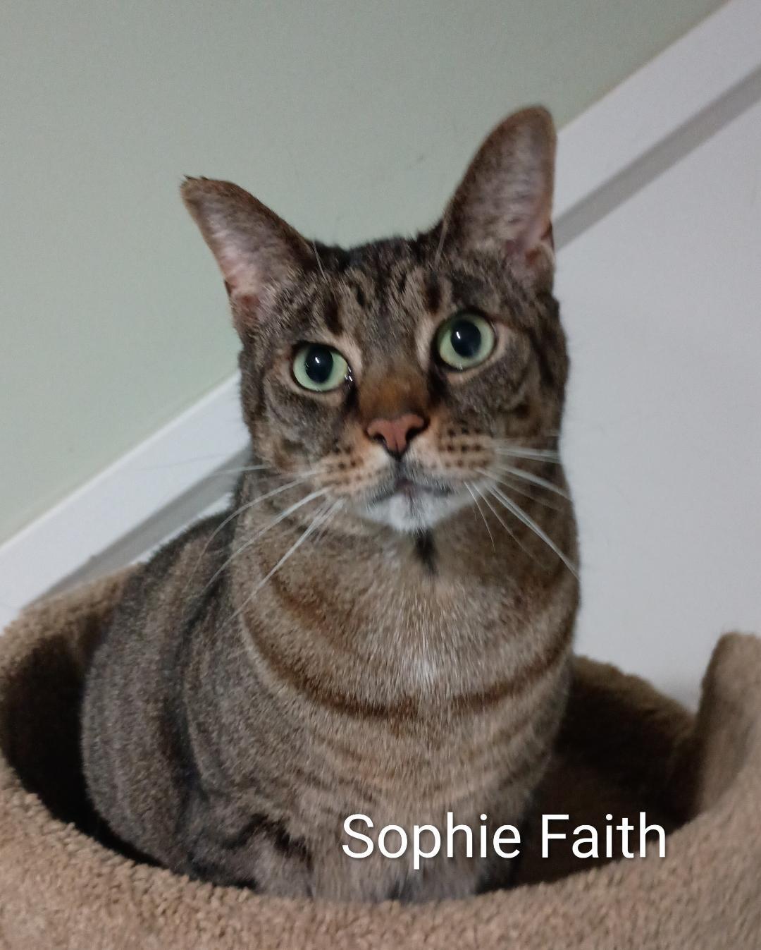 SOPHIE FAITH, a Adoptable Domestic Short Hair in Wilmington, NC image 1/6