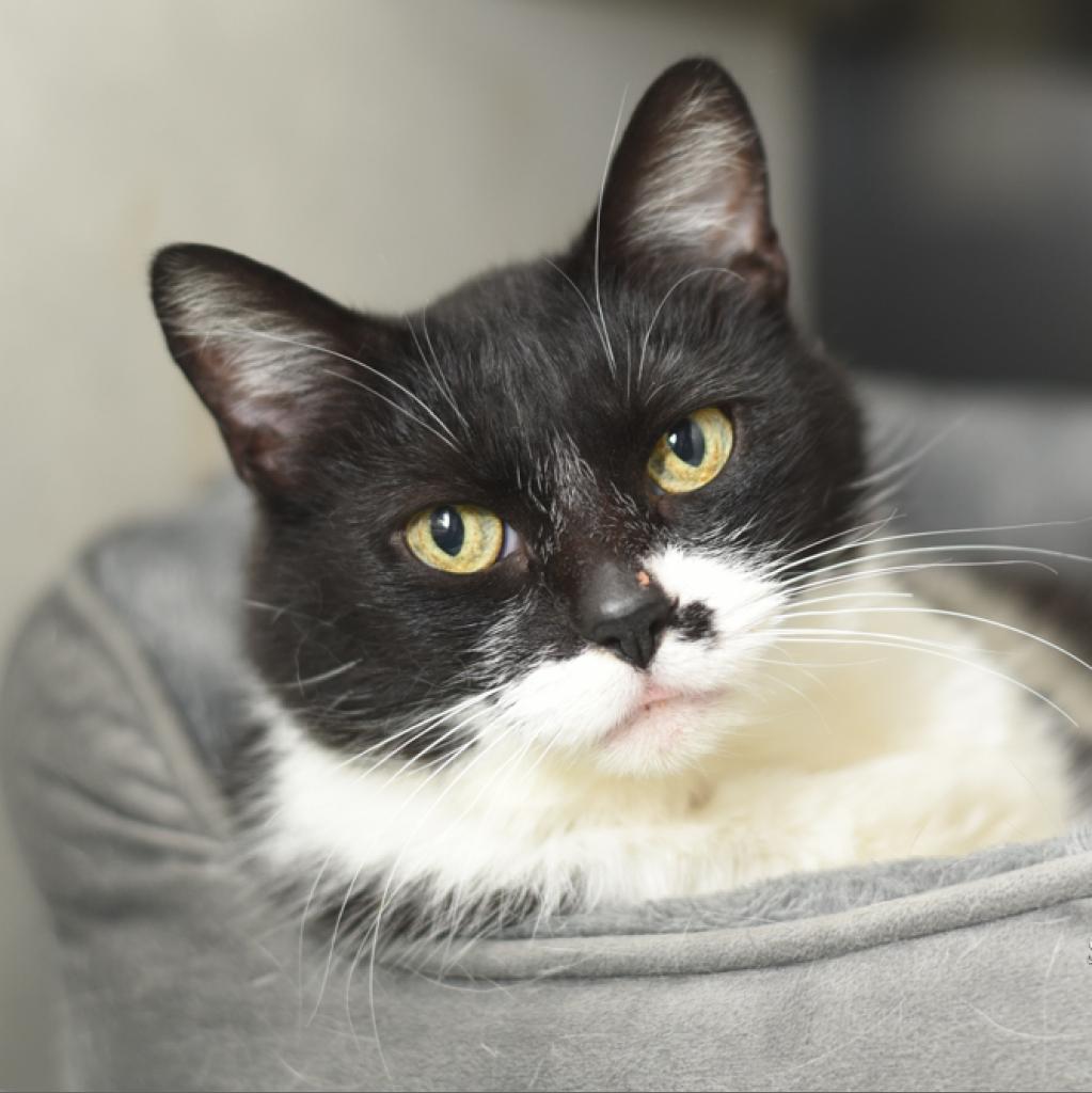 Enlarge Sweetie-Foster, a Adoptable mixed breed in Grand Rapids, MI image 1/6