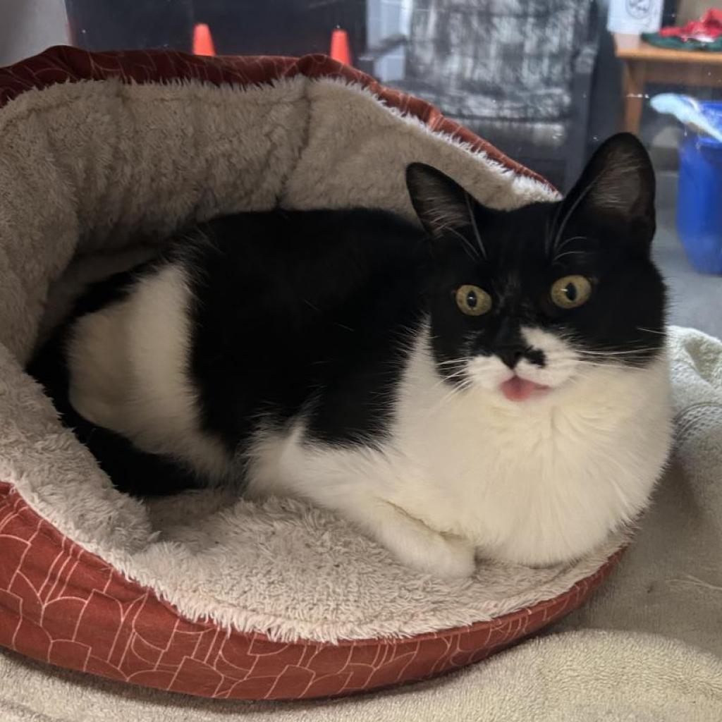 Enlarge Sweetie-Foster, a Adoptable mixed breed in Grand Rapids, MI image 3/6