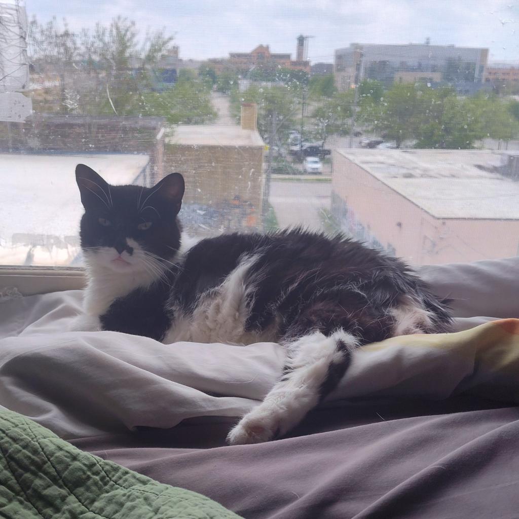 Sweetie — thumbnail 4