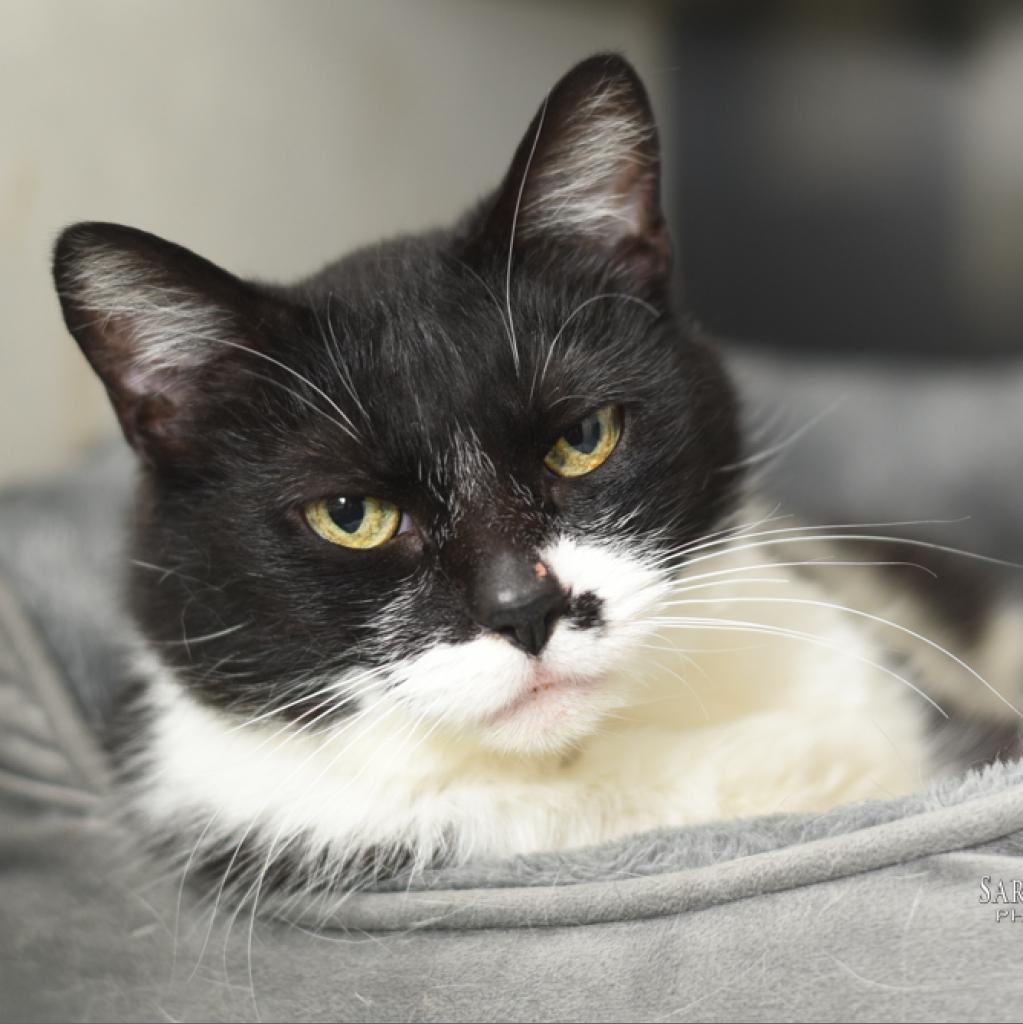 Enlarge Sweetie-Foster, a Adoptable mixed breed in Grand Rapids, MI image 5/6