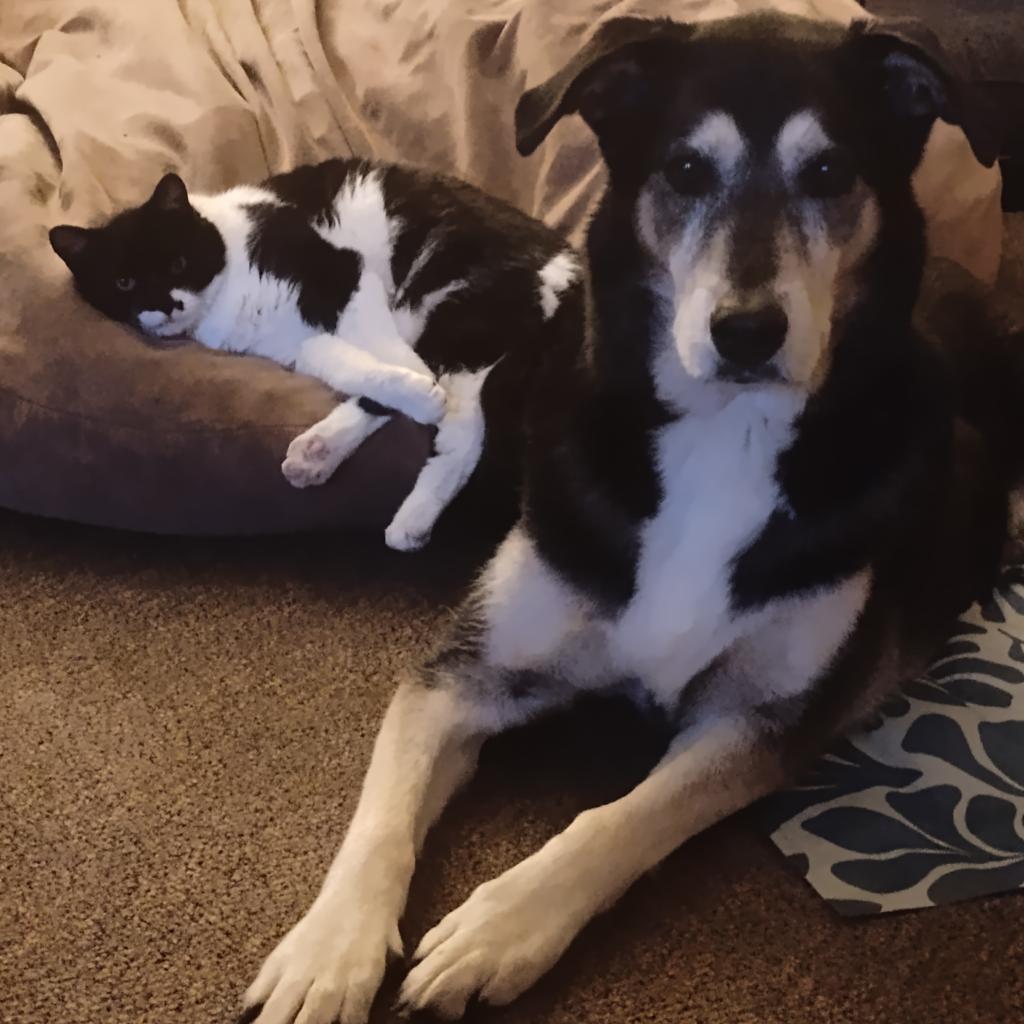 Enlarge Sweetie-Foster, a Adoptable mixed breed in Grand Rapids, MI image 6/6