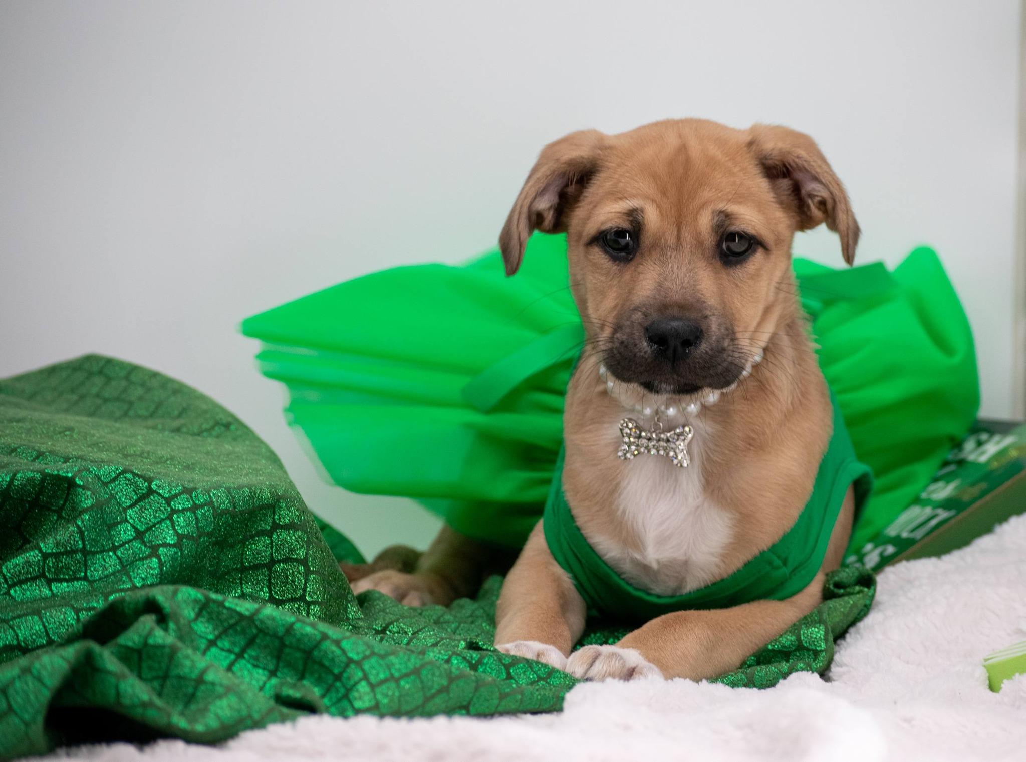 Charm, a ADOPTABLE Labrador Retriever in Sevierville, TN image 2/5