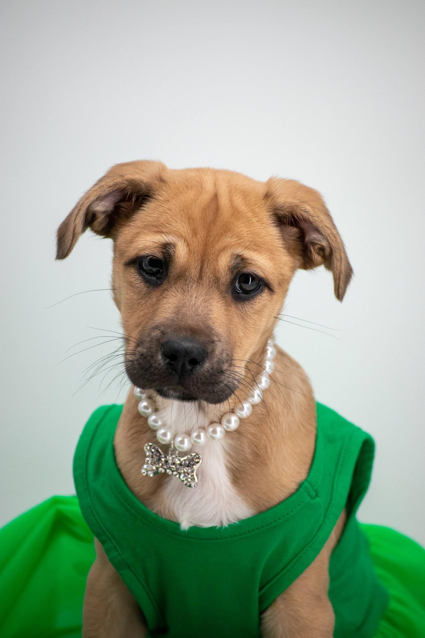 Charm, a ADOPTABLE Labrador Retriever in Sevierville, TN image 4/5