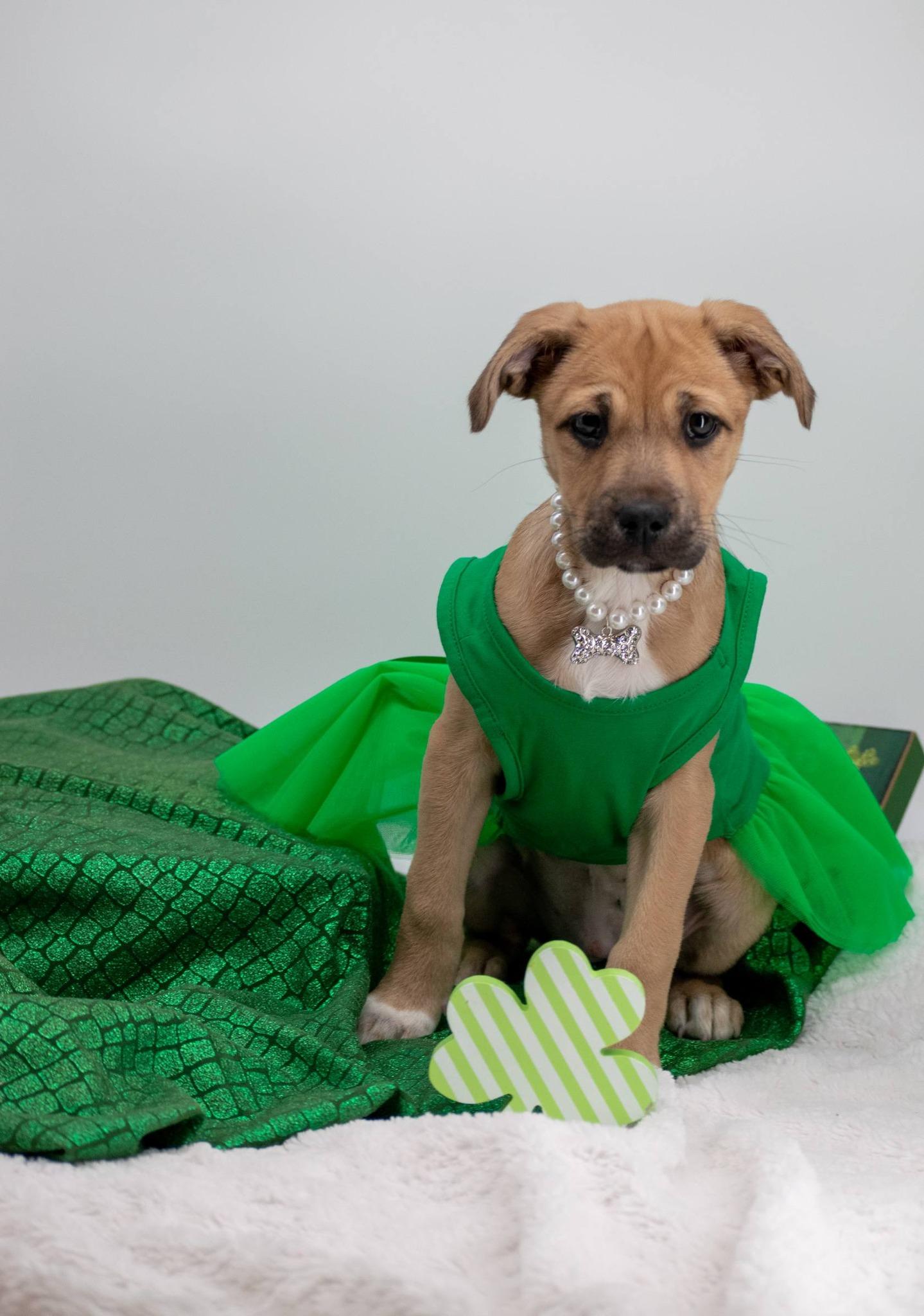 Charm, ADOPTABLE, Puppy Female Labrador Retriever.