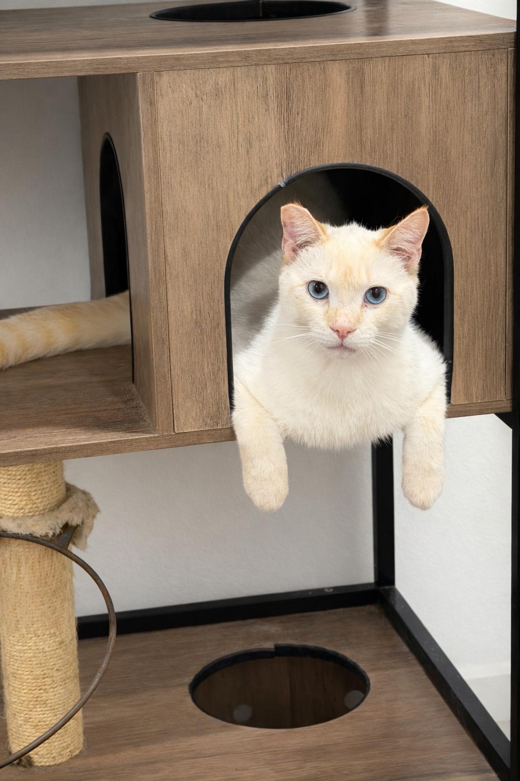 Flame, Adoptable, Young Male Domestic Short Hair.