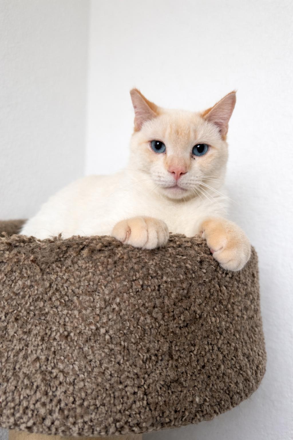 Enlarge Flame, a Adoptable Domestic Short Hair in Rio Linda, CA image 2/2