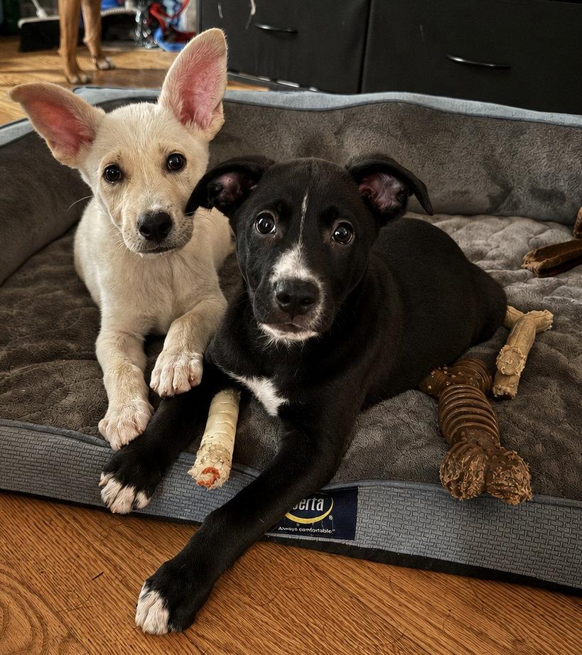 Kermit, Adopted, Puppy Male Labrador Retriever.