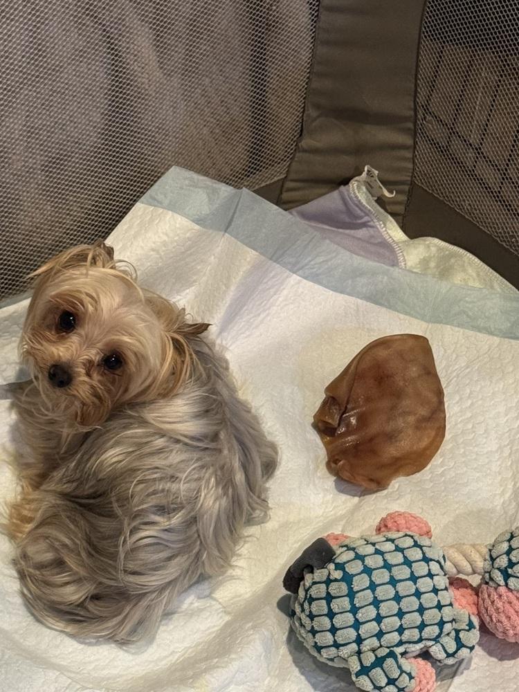 Enlarge Yorkie - Breyer, a Adoptable Yorkshire Terrier in Omaha, NE image 1/2