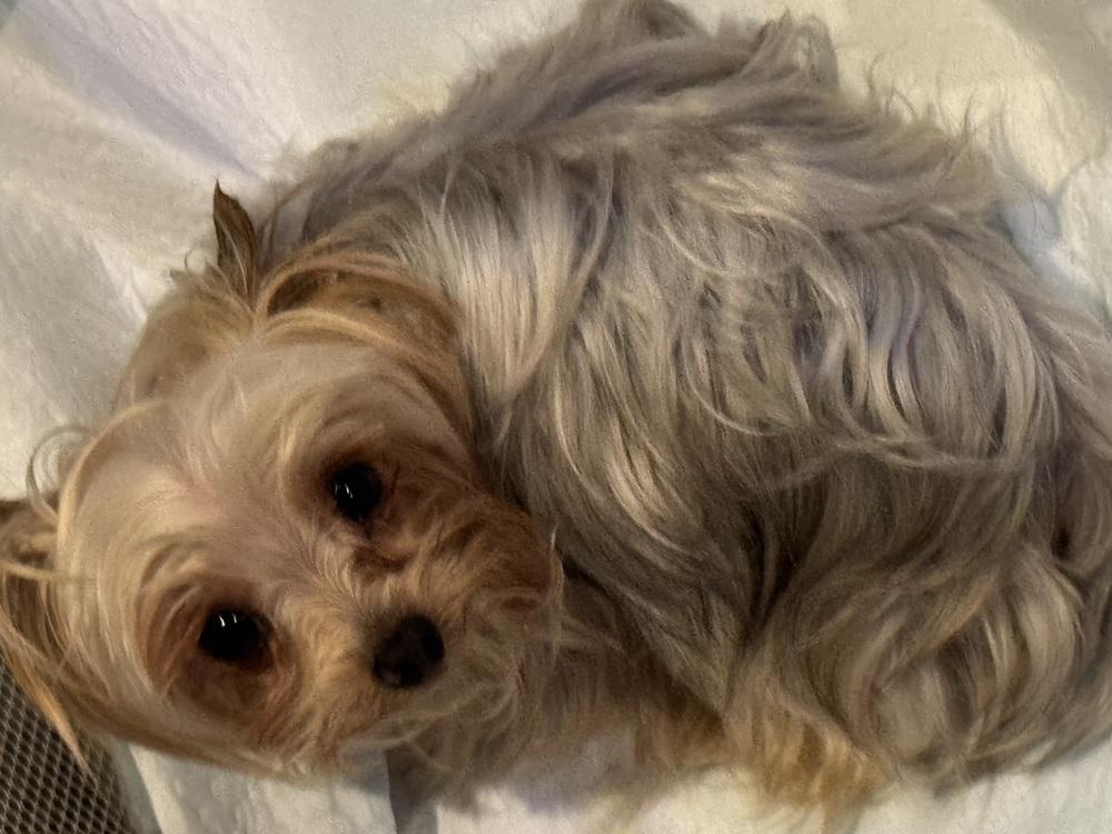 Enlarge Yorkie - Breyer, a Adoptable Yorkshire Terrier in Omaha, NE image 2/2