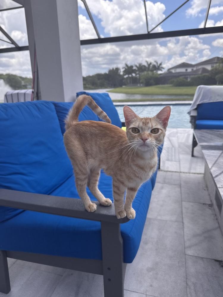 Miss Laura, Adoptable, Adult Female Domestic Short Hair.
