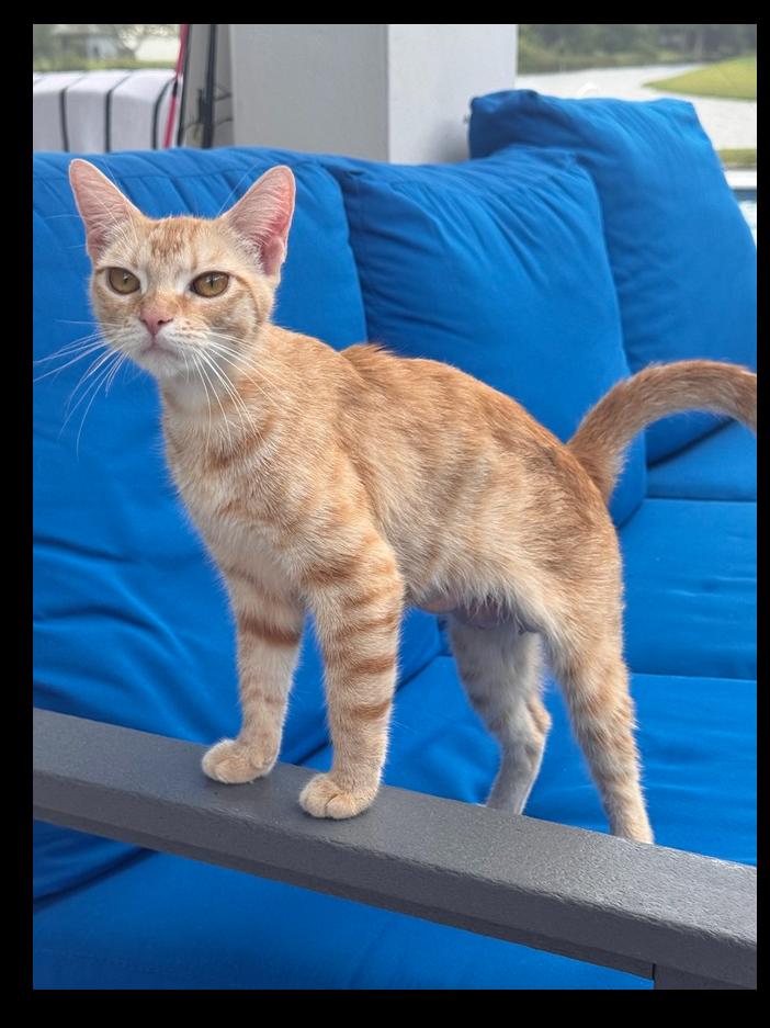 Enlarge Miss Laura, a Adoptable Domestic Short Hair in Wellington, FL image 2/4