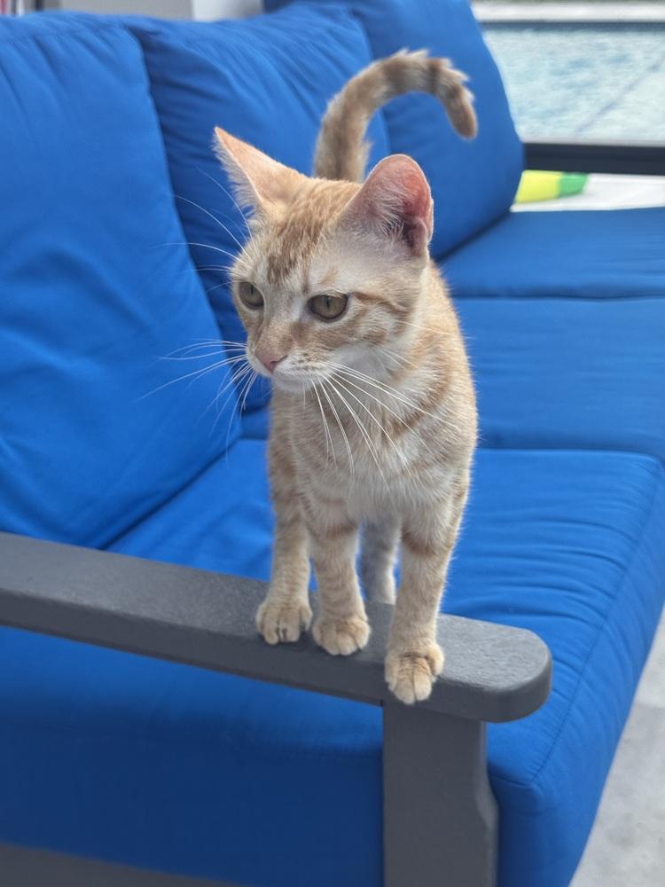 Enlarge Miss Laura, a Adoptable Domestic Short Hair in Wellington, FL image 3/4