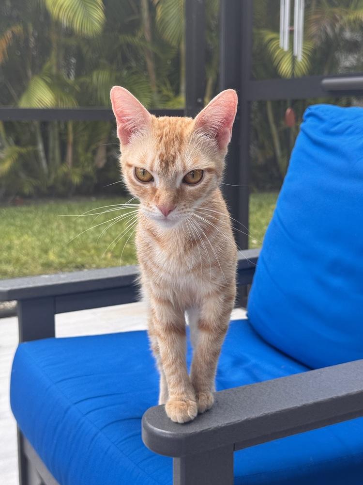 Enlarge Miss Laura, a Adoptable Domestic Short Hair in Wellington, FL image 4/4