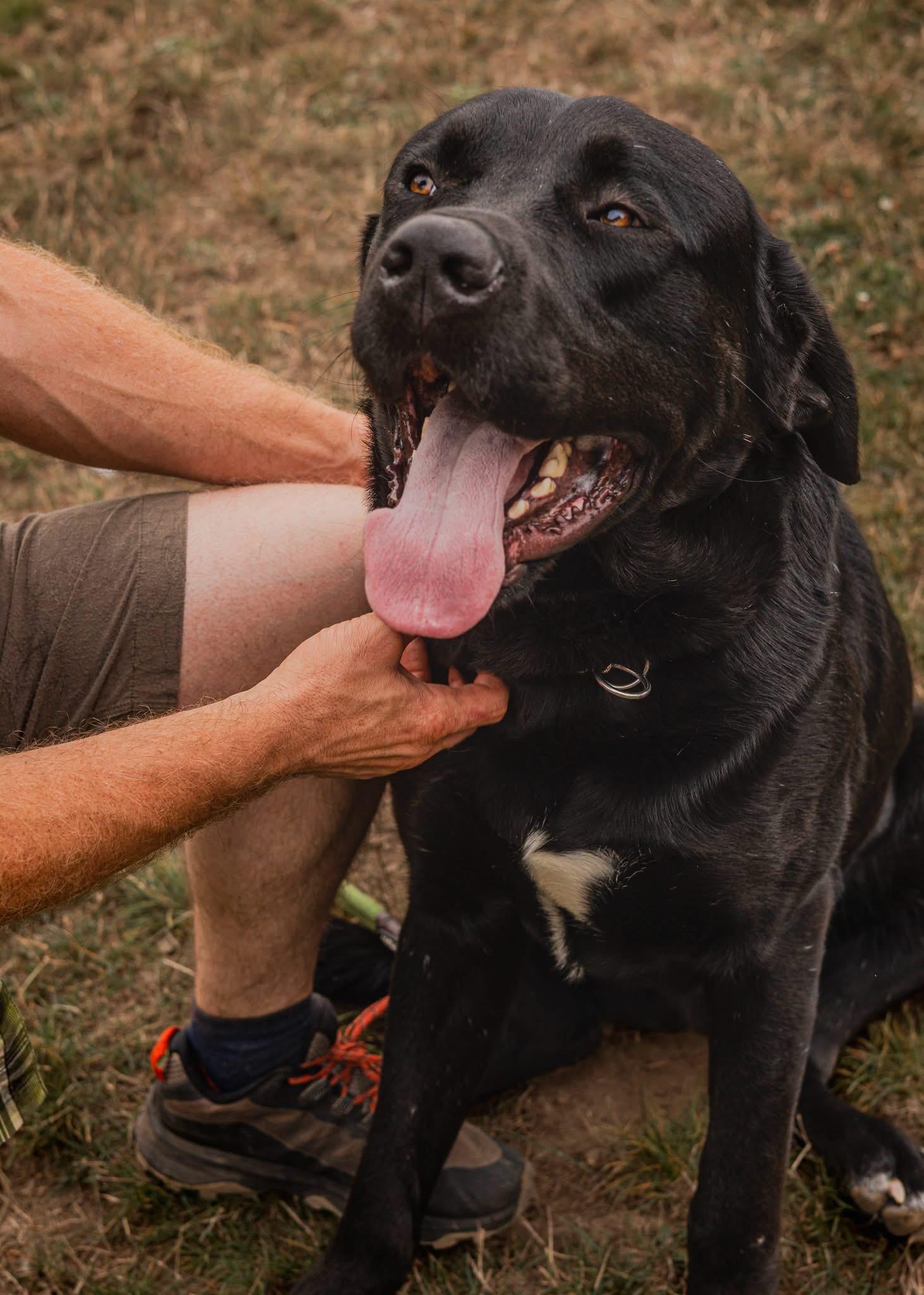 Zeus, ADOPTABLE, Young Male Black Labrador Retriever & Rottweiler.