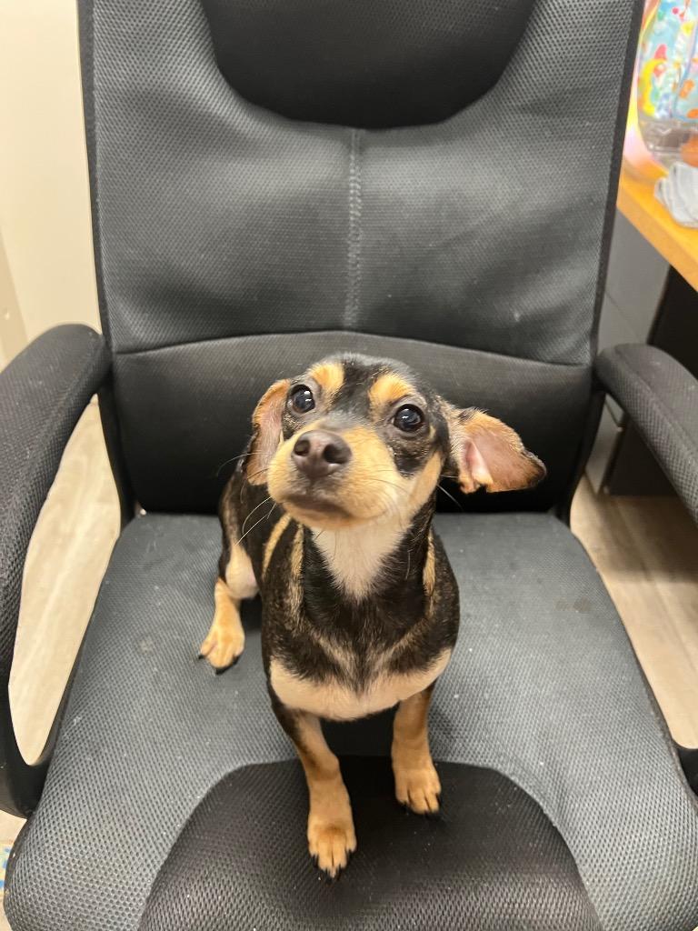 Ginger, Adoptable, Adult Female Miniature Pinscher & Mixed Breed.