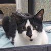 Winnie, Adoptable, Adult Female Tuxedo.