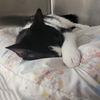 Winnie, a Adoptable Tuxedo in Oakland Park, FL image 2/3