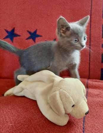 Steely Dan, an adopted mixed breed in Myrtle Beach, SC image 2/2