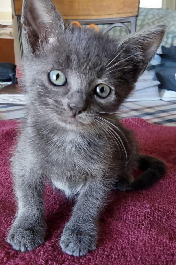 Steely Dan, adopted, Kitten Male Domestic Short Hair & Russian Blue.