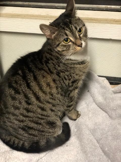 BRIELLE, Adoptable, Adult Female Domestic Short Hair.