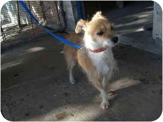 Enlarge Lupa, a Adoptable mixed breed in San Diego, CA image 1/3