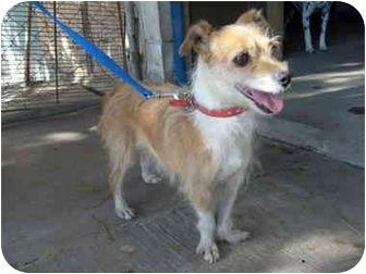 Enlarge Lupa, a Adoptable mixed breed in San Diego, CA image 3/3