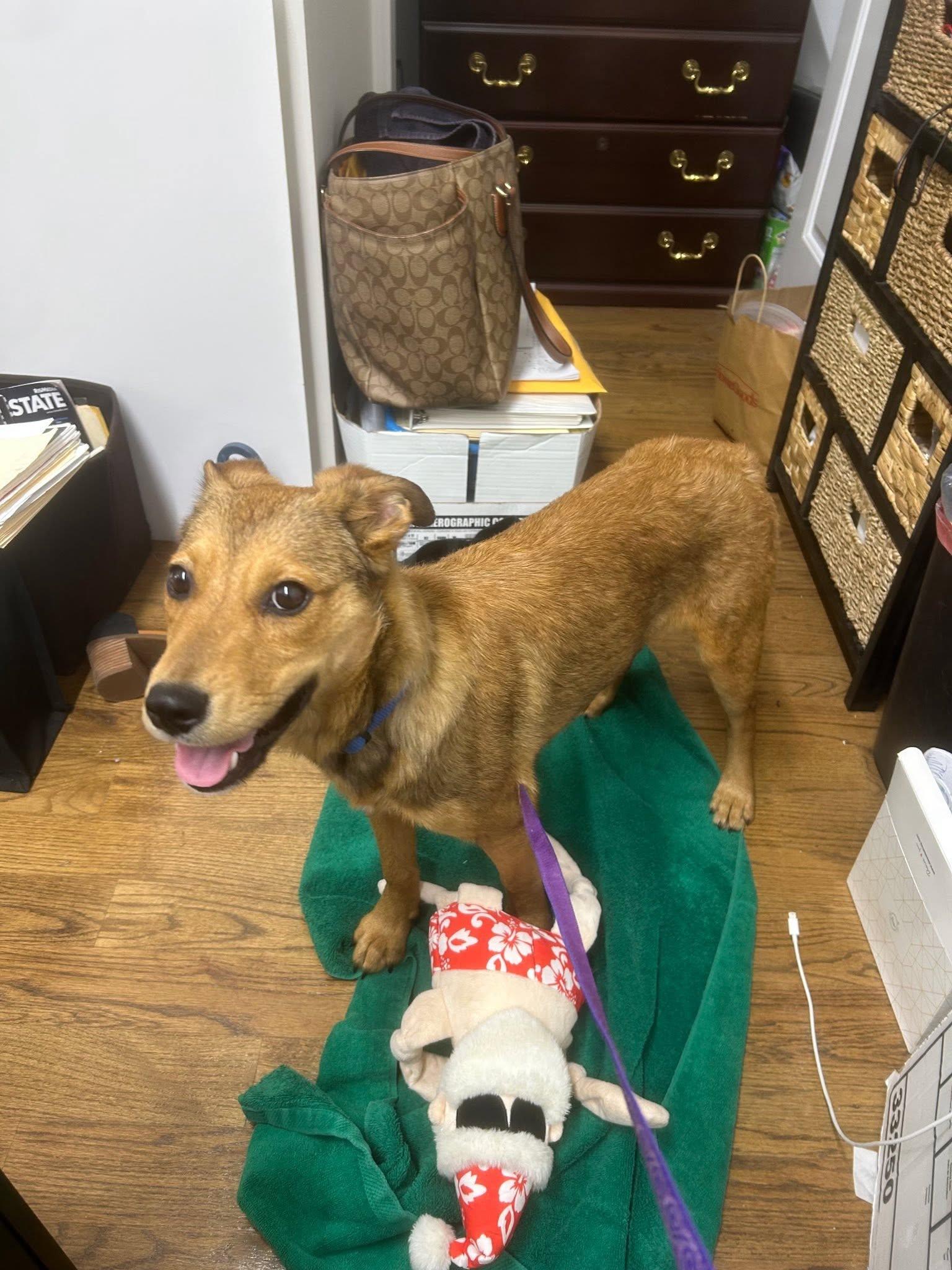 Enlarge Reggie, a ADOPTABLE mixed breed in Riverdale, NJ image 2/3
