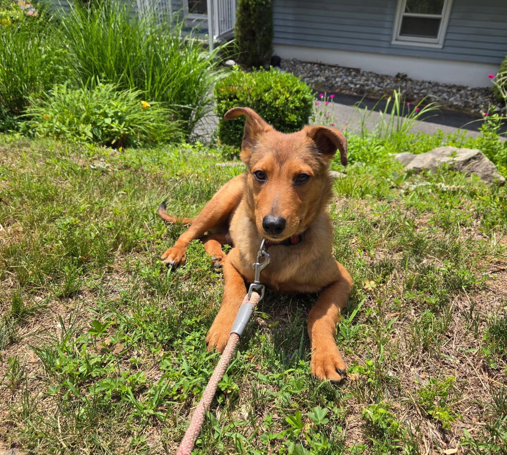 Enlarge Reggie, a ADOPTABLE mixed breed in Riverdale, NJ image 1/3