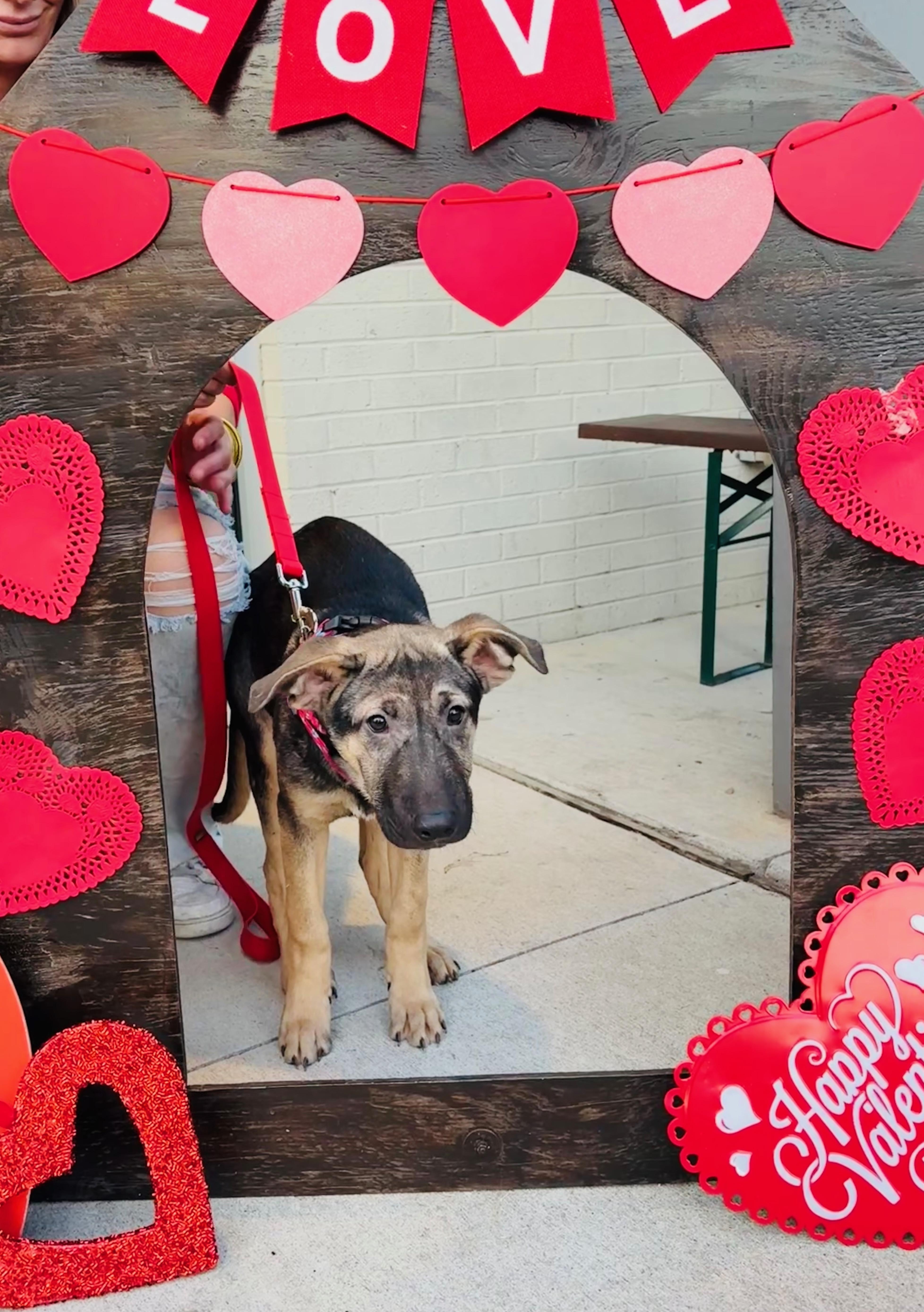 Enlarge Flynn Ryder, a Adoptable mixed breed in Dallas, TX image 3/5