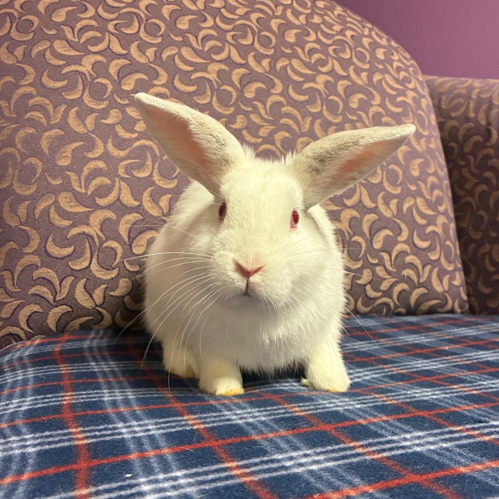 Enlarge Ranger, a Adoptable Bunny Rabbit in Gansevoort, NY image 1/1