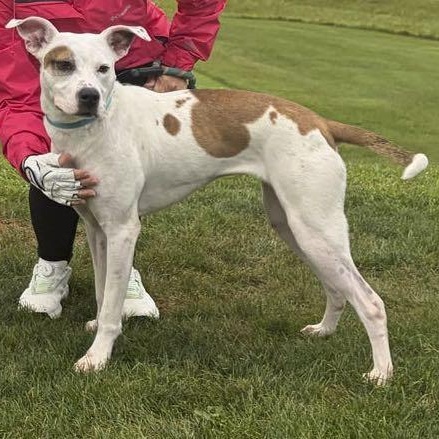 Enlarge Blossom, a Adoptable mixed breed in Omaha, NE image 3/6