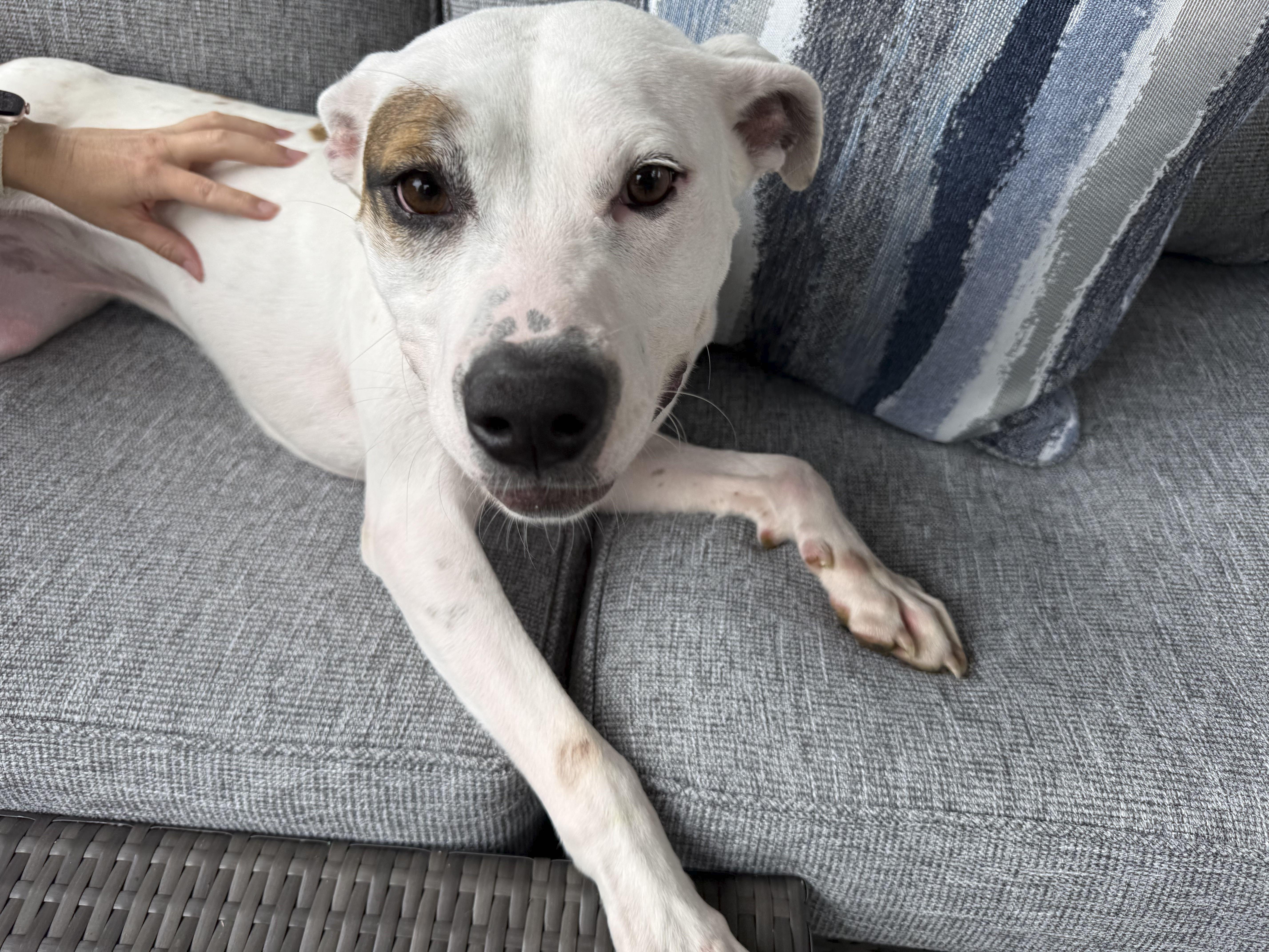 Enlarge Blossom, a Adoptable mixed breed in Omaha, NE image 4/6